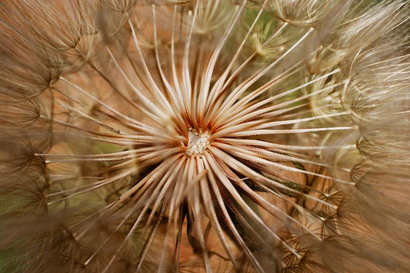 Dandelion
